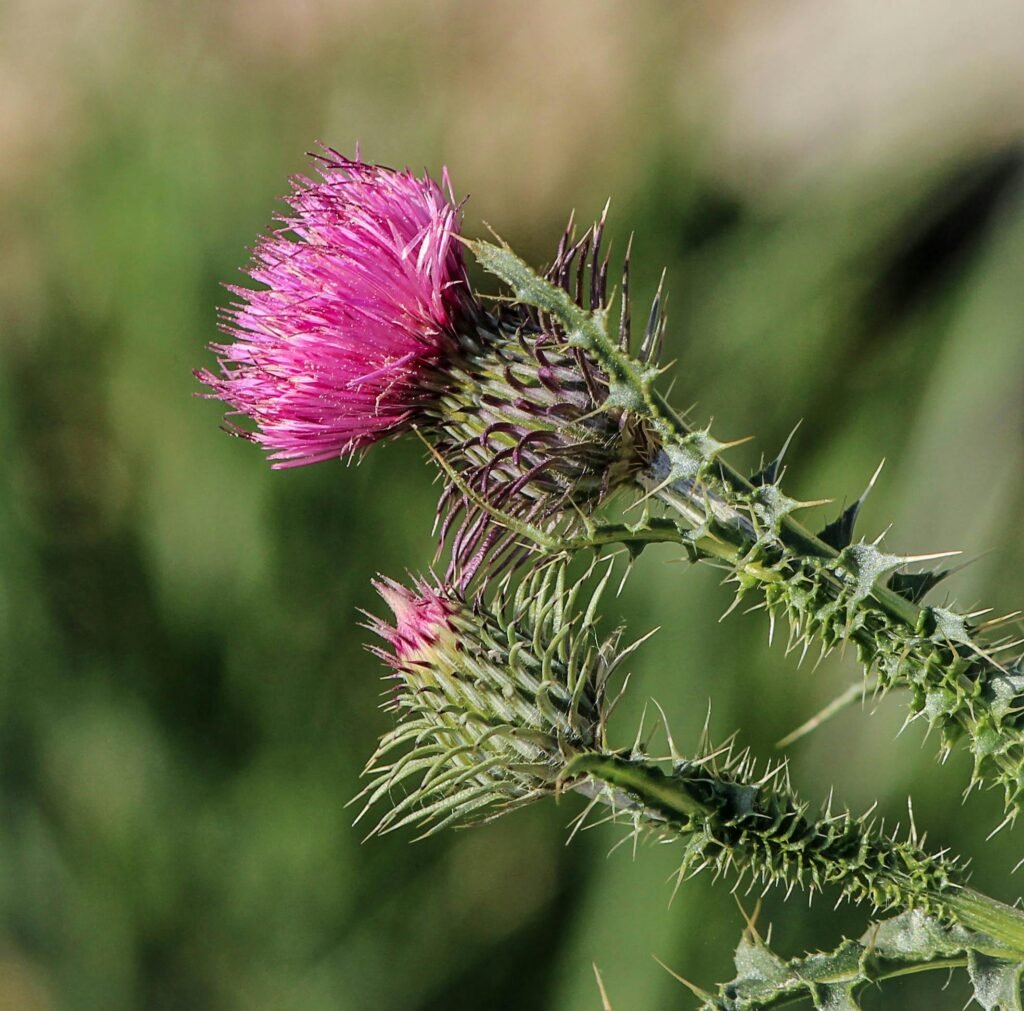 Mariendistel